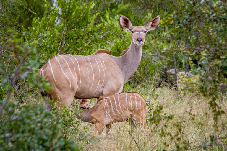 Porcupine Ridge Guest Lodge - Gallery